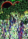 Picture for song 'Sad Story of The Brainless Frog' by artist 'Twenty Four Hours'
