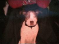 Picture for song 'How to kill a Mockingbird' by artist 'T - W r i g h t - is - F a c t s'