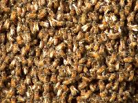 Picture for song 'BuckFast' by artist 'tyler berg'