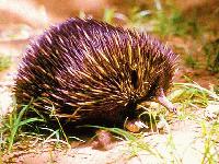 Picture for song 'the golden hammer' by artist 'tyler berg'