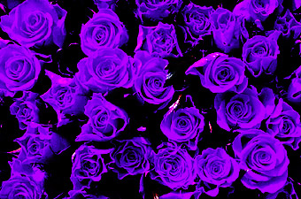 Picture for song '3. purple roses and or ch.11 of catcher in the rye' by artist 'Tynee G'