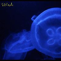 Picture for song 'MDMAchine - Chills (U4eA's 4.20 Remix)' by artist 'U4eA'