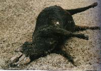 Picture for song 'Raw' by artist 'UFO Freestyles'