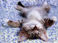 Picture for song 'A Summer Song' by artist 'Ultra Penguin 3000'