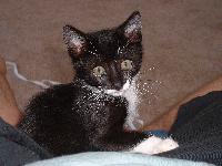 Picture for song 'Jean' by artist 'Ultra Penguin 3000'