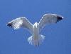 Picture for song 'Flight to the Finish' by artist 'Unanimus'