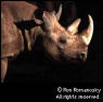 Picture for song 'BlackRhino' by artist 'undercover'