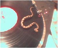 Picture for song 'Nate the Yodeling Snake' by artist 'Unemployed Minorities'