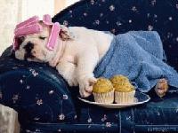 Picture for song 'Rock 'Til You Drop' by artist 'United State of Mind'