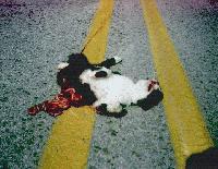 Picture for song 'Buying A Cat' by artist 'United States of Mind'