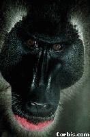 Picture for song 'Sick DinoSores' by artist 'United States of Mind'