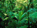 Picture for song 'Another Jungle Track' by artist 'Unkell Sam'