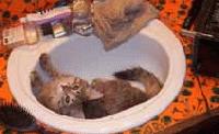 Picture for song 'The Kitten Likes to Watch' by artist 'Urban Sex Legends'
