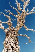 Picture for song 'Bone Tree Volume 2 Track 1 The Traveler' by artist 'Ure Thrall'