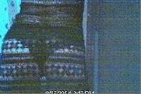 Picture for song 'Baby I Love You' by artist 'Use My Third Leg'