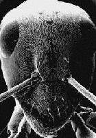 Picture for song '6Nt TEc#o RaV4' by artist 'UzuMatchi'