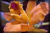 Picture for song 'Beautiful Soul' by artist 'Valleri Sauro'