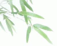 Picture for song 'Look her in the eye' by artist 'Versus'