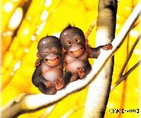 Picture for song 'Funky Monkey' by artist 'vezah'