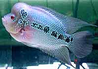 Picture for song 'vietggaz_nguoi bo di' by artist 'vietggazthug'