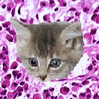 Picture for song 'Cytoplasm Theme' by artist 'Vigor Mortis'