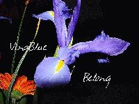 Picture for song 'Belong (Demo)' by artist 'VinaBlue'