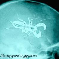 Picture for song '4+2 (version 2004)' by artist 'Vinagron'