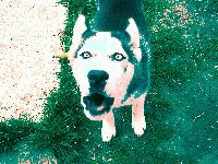 Picture for song 'puff (remix)' by artist 'vodoo'