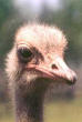 Picture for song 'The Ostrich' by artist 'Vucover'