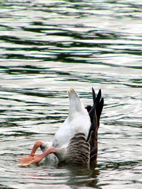 Picture for song 'Muffled Duck' by artist 'Wack Ass Free Beats'