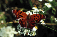 Picture for song 'Ova Inta Lekt - So Easily Forgotten' by artist 'Wack Emcee's'