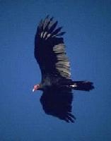 Picture for song 'The Vultures (Rheo & Denku) - Vultures of Hip Hop' by artist 'Wack Emcee's'