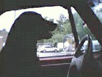 Picture for song 'The rain song' by artist 'wackoguitaro'