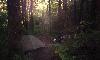 Picture for song 'Lost Woods' by artist 'Wally Woo85'