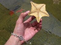 Picture for song 'by someone' by artist 'wanda'