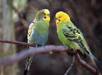 Picture for song 'Budgerigar (Braingum BubbleDead)' by artist 'Wascomat 73'