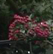 Picture for song 'Harvesting Red Berries' by artist 'Wax Crayon'
