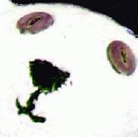Picture for song 'i see you through grains of sand' by artist 'Wax Crayon'