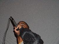 Picture for song 'Wise Eyes Free (Feat. K1)' by artist 'Webbed Feet (Taiyamo Denku)'