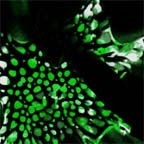 Picture for song 'Causin' Destruction' by artist 'We One'