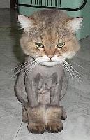 Picture for song 'In Da Cloob/Rodeo' by artist 'Whack A Moles'