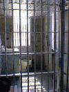 Picture for song 'Locked Up ft. Infamouz Bone and KYLE' by artist 'W-H-I-T-E 603'