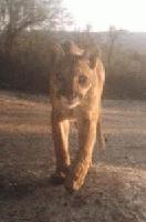 Picture for song 'Lions Share' by artist 'Widespan'