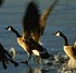 Picture for song 'Popstar' by artist 'Wild Goose Chasers'