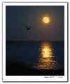 Picture for song 'Sunny moon' by artist 'Windmill'