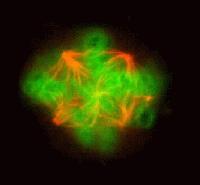 Picture for song 'Provider' by artist 'wingwong'