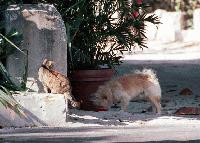 Picture for song 'i remember' by artist 'Wise Dome'