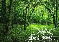 Picture for song 'Introduction to the Forest' by artist 'Within the Black Forest'