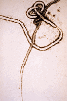 Picture for song 'do whay u must' by artist 'Wizzalino Bridown'