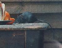Picture for song 'return of the rat' by artist 'Wonton Destruction'